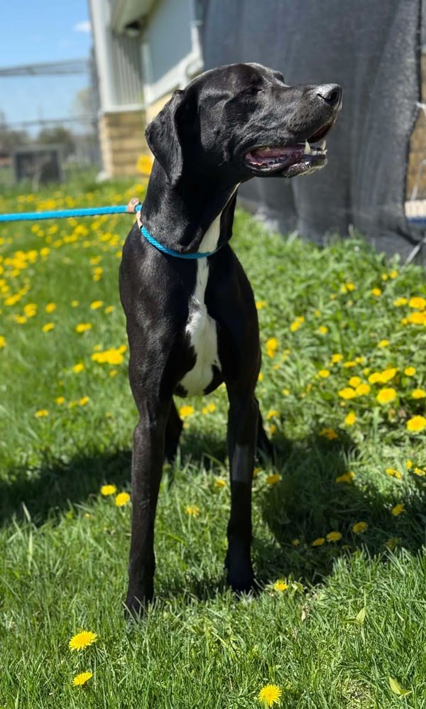 Sargent, an adoptable Great Dane in Keswick, ON, L4P 3G1 | Photo Image 1