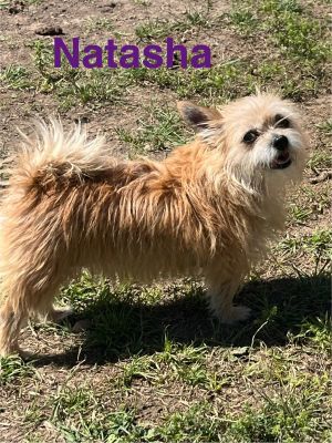 Natasha, Adult Female Cairn Terrier