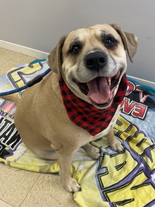 Shilo, an adoptable Mastiff, Shepherd in Pickering, ON, L1V 6K7 | Photo Image 1