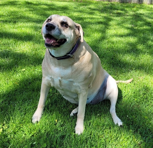 Shilo, an adoptable Mastiff, Shepherd in Pickering, ON, L1V 6K7 | Photo Image 2