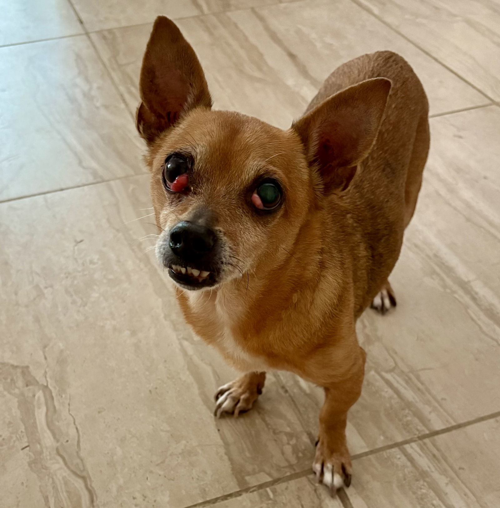 Chico