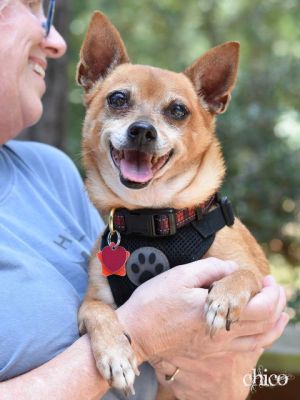 Chico, Senior Male Chihuahua