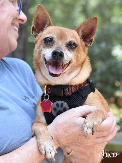 Chico