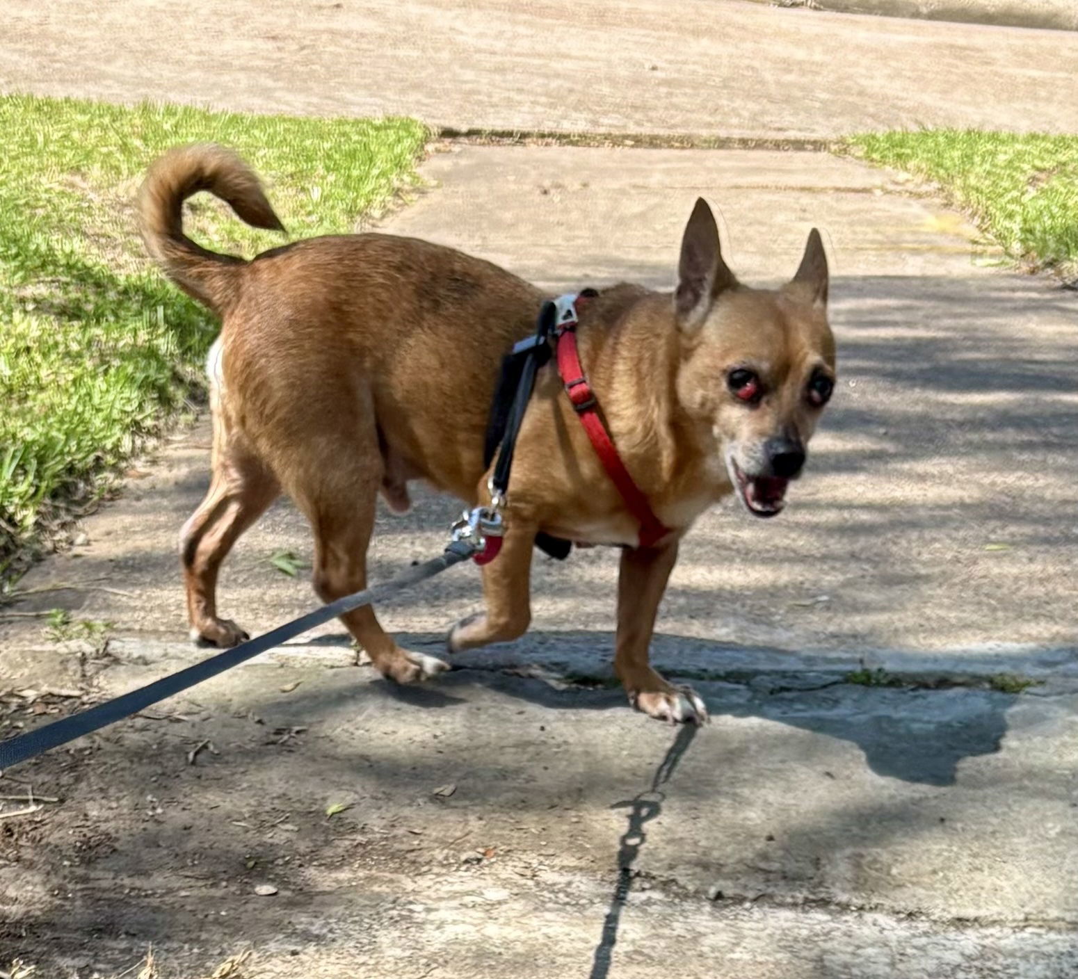Chico