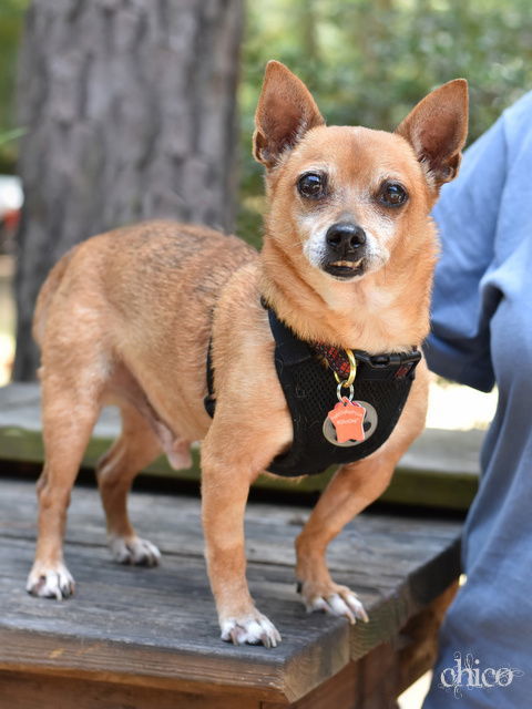 Chico