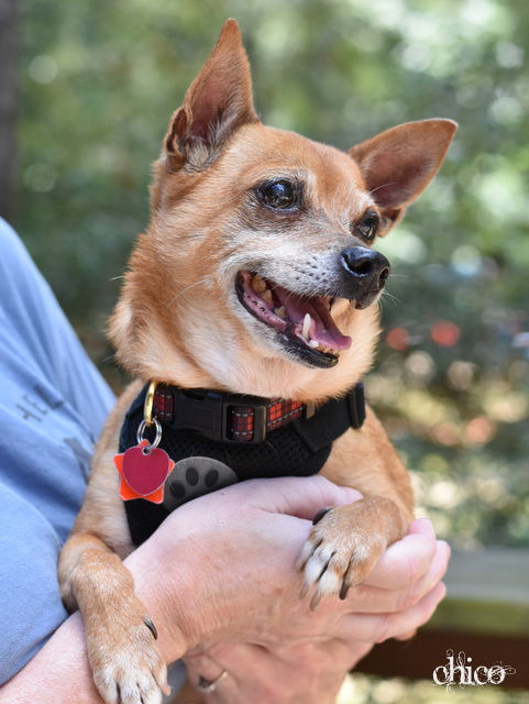 Chico