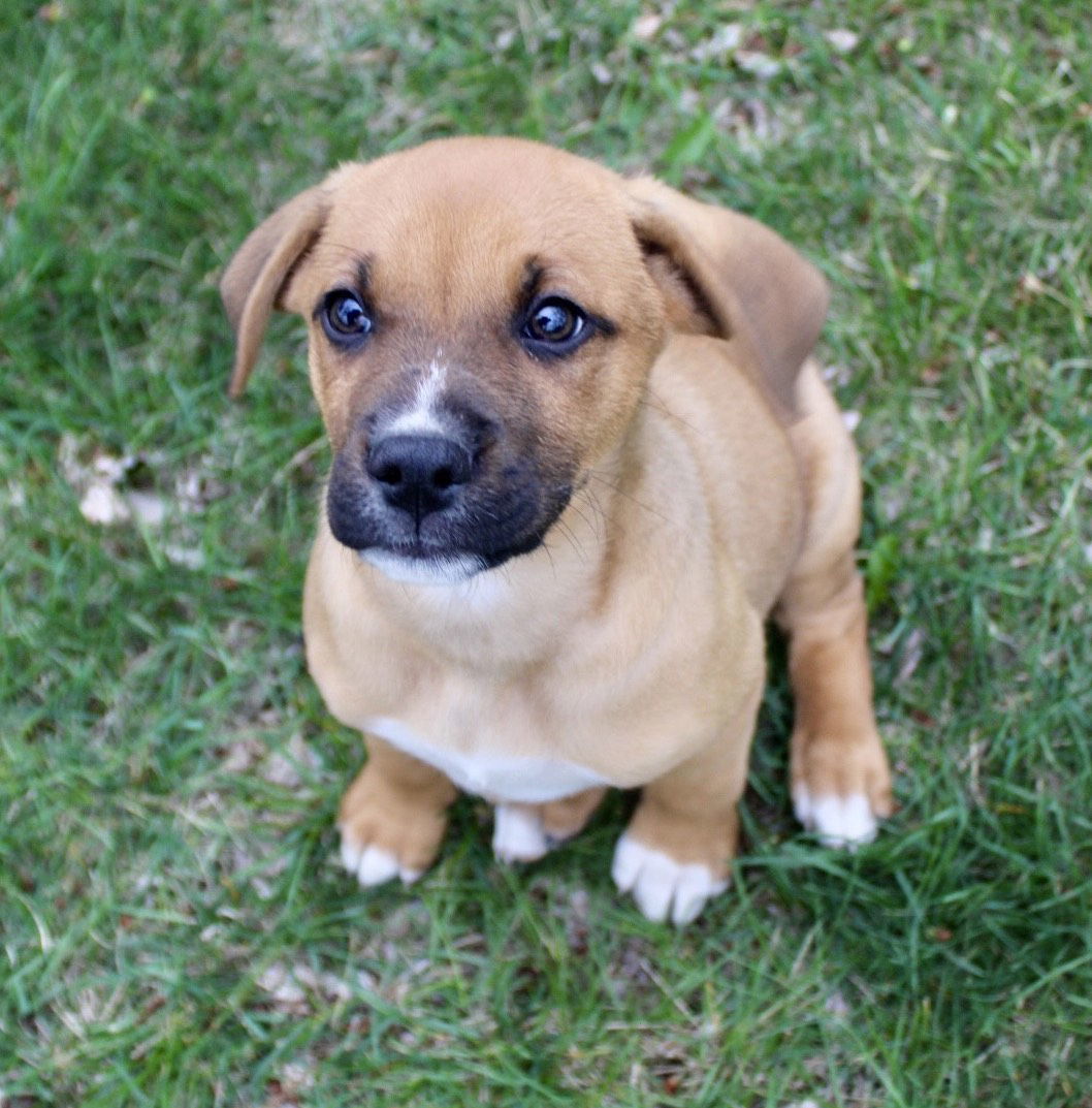 Brutus