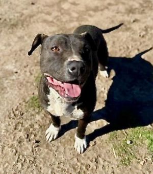 Pete, Adult Male Pit Bull Terrier