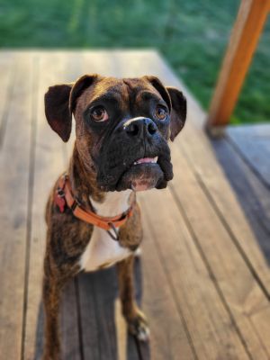 Moe 9 MO 35 Pounds Dog Savy Kid  Dog Friendly Crate  Leash Trained Fostered in Burns OR Hi