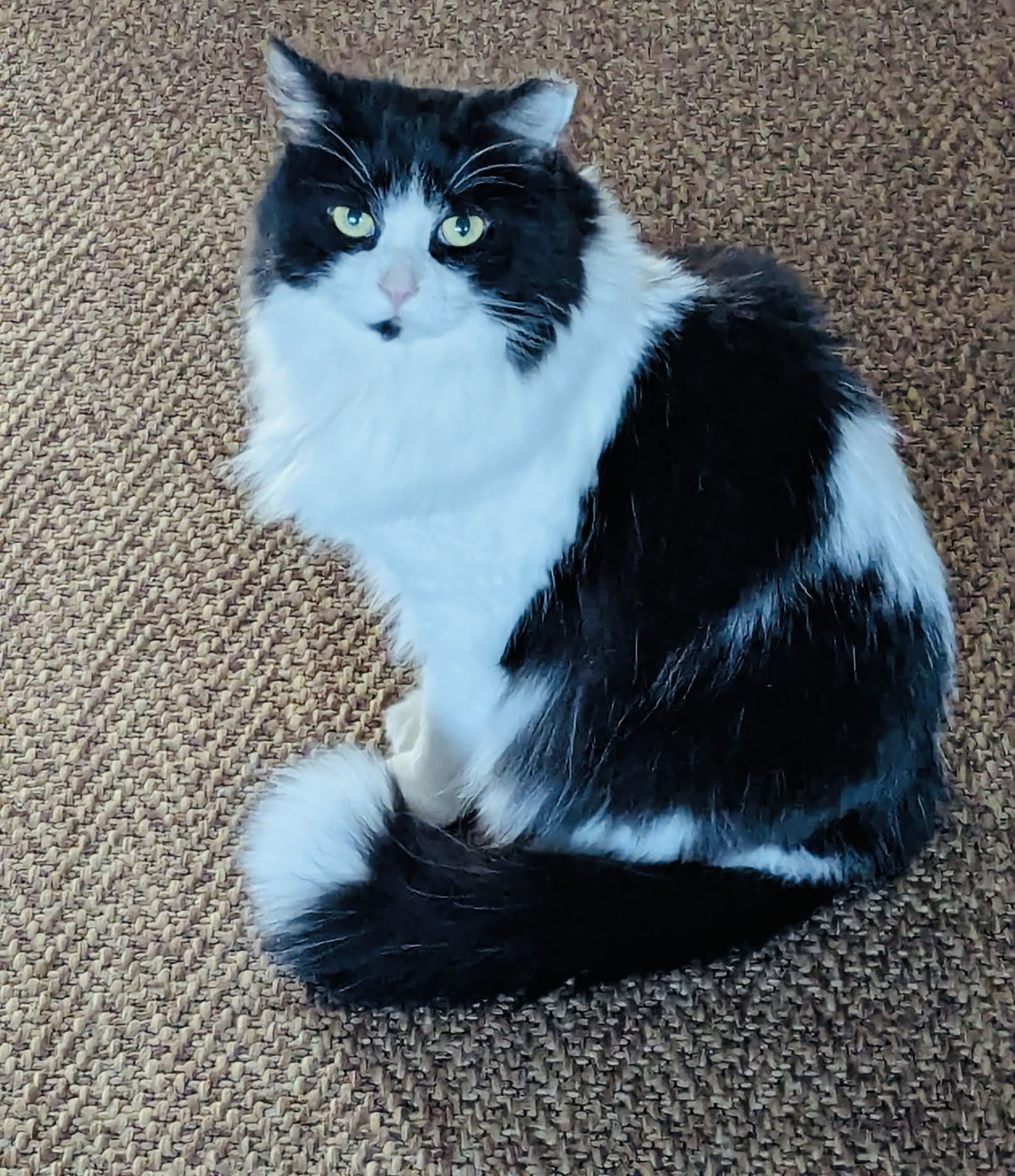 Ella