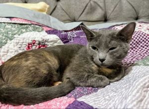 Hey there This sweet mommas name is Midnight and she is ready to find her family and settle down 