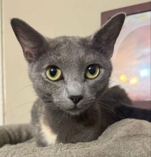 Hey there This sweet mommas name is Midnight and she is ready to find her family and settle down 