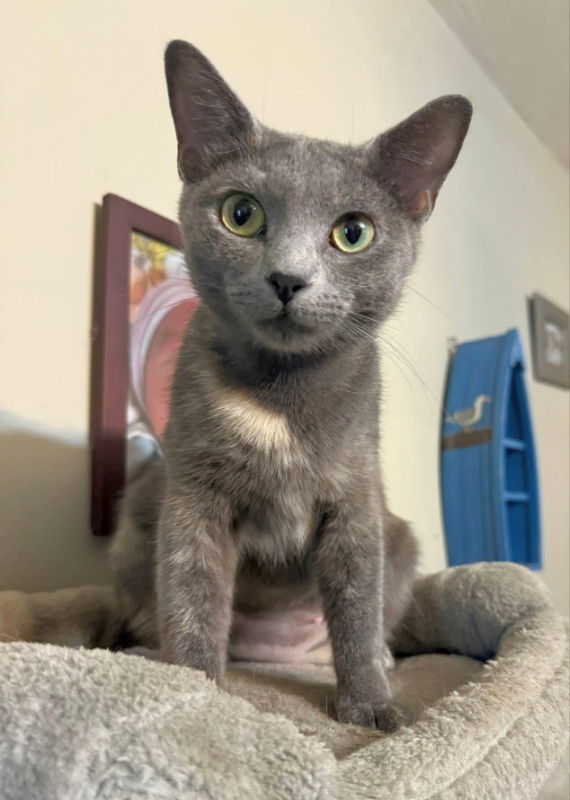 Midnight ! Big Beautiful Ears!