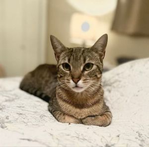 Macey, Young Female Tabby