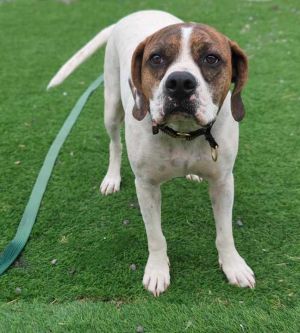 Bailey Solomon, Adult Male Hound