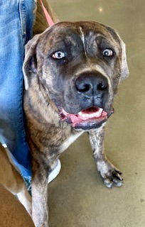 Clancy Vegas Paws 62446