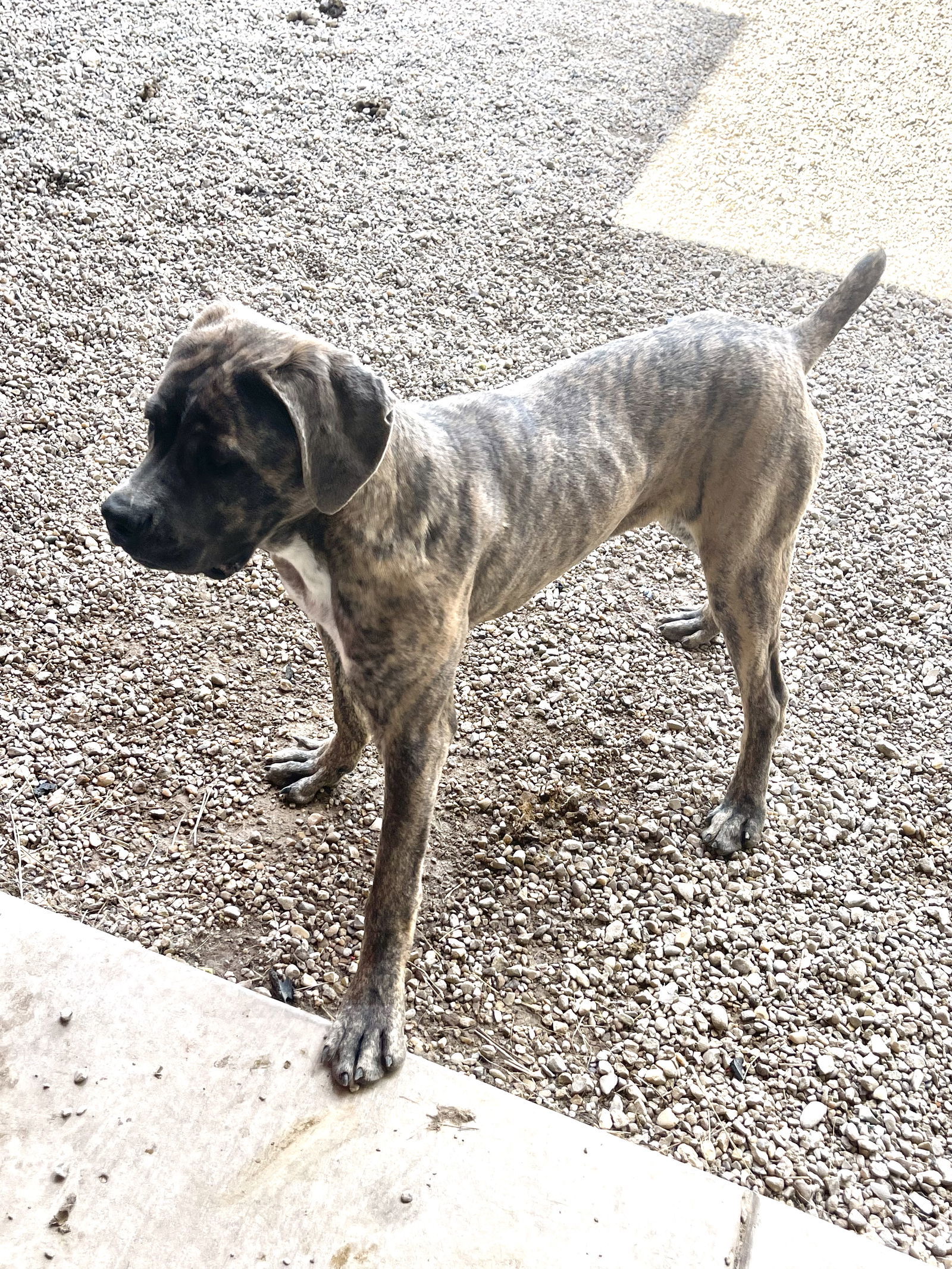 Clancy Vegas Paws 62446