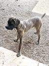 Clancy Vegas Paws 62446 photo 2