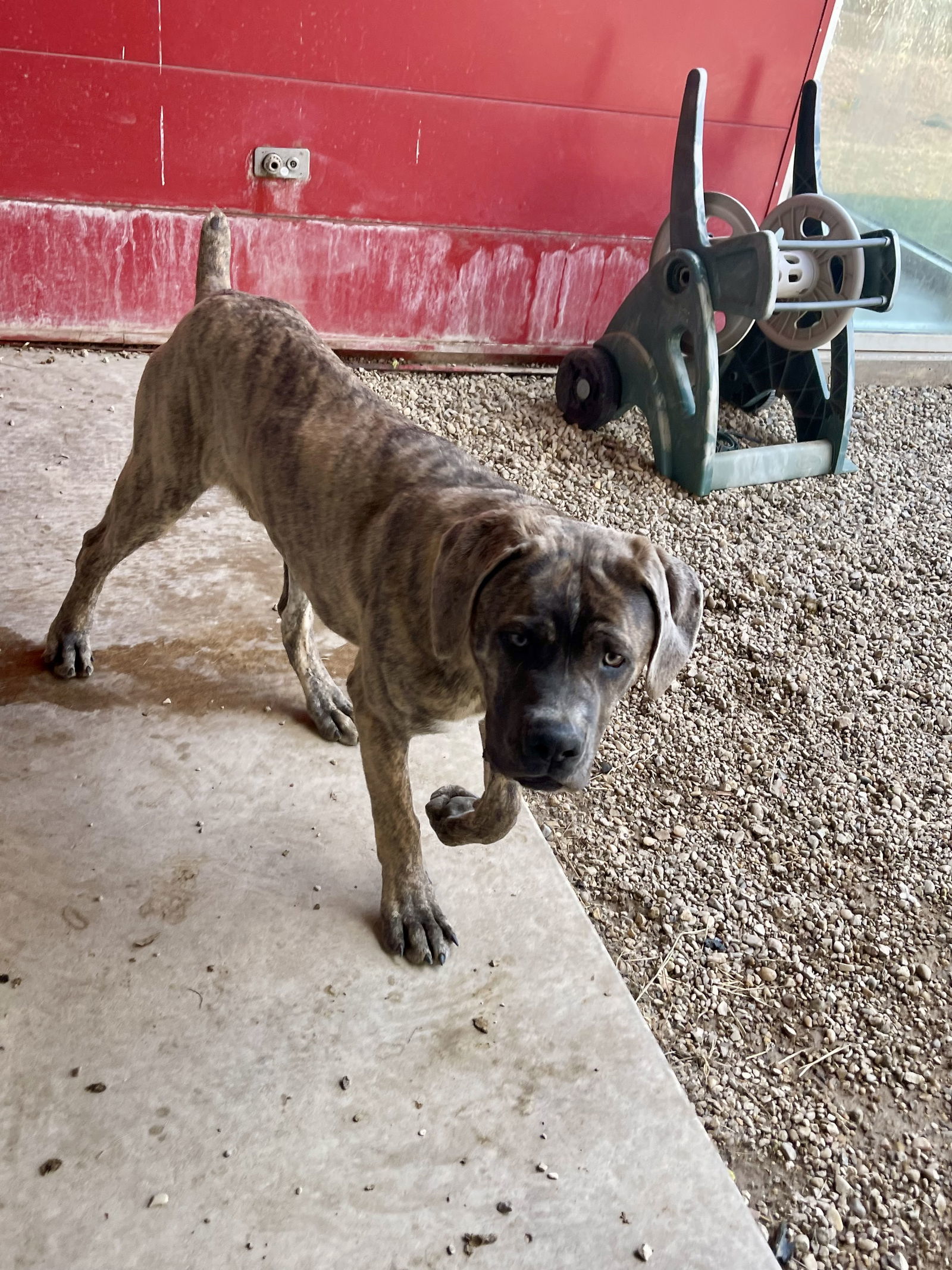 Clancy Vegas Paws 62446