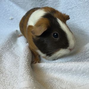 Piglet (F) Guinea Pig Small & Furry