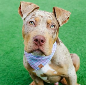 Come and meet me in the play yard Saturday 67 from 1200pm to 1245pm Hi there My name is Pretzel