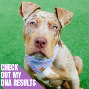 Hi there My name is Pretzel and Im a neutered 5-month-old Pit Bull mix who may grow up to be