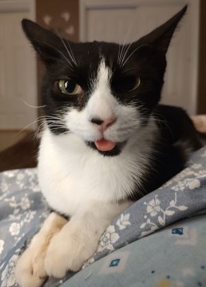Hadley, Adult Female Domestic Short Hair