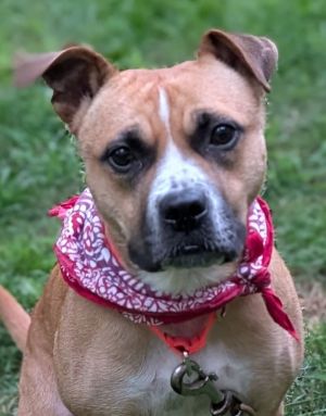 Latte, Adult Female Pit Bull Terrier