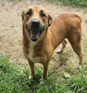Charlotte, Young Female Labrador Retriever