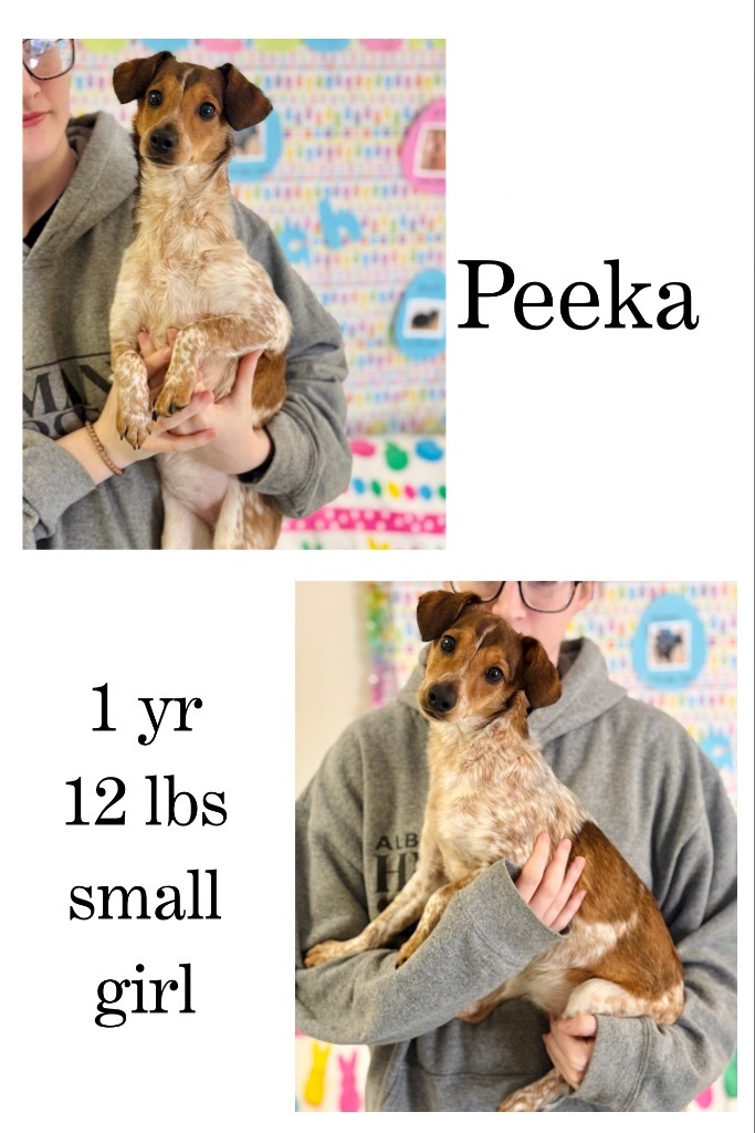 Peeka