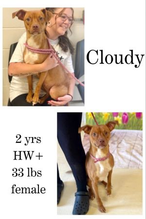 Cloudy, Adult Female Mixed Breed