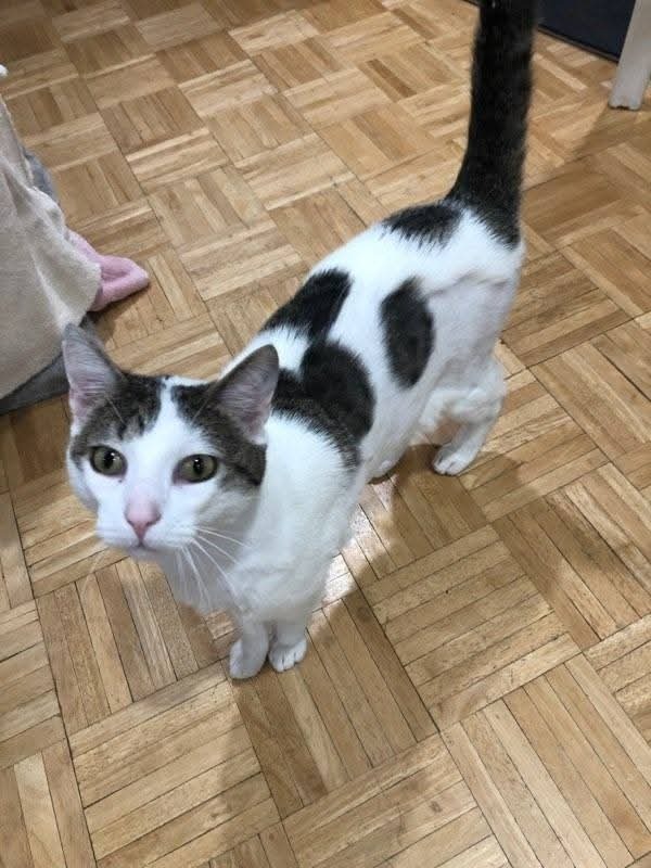 Meeko