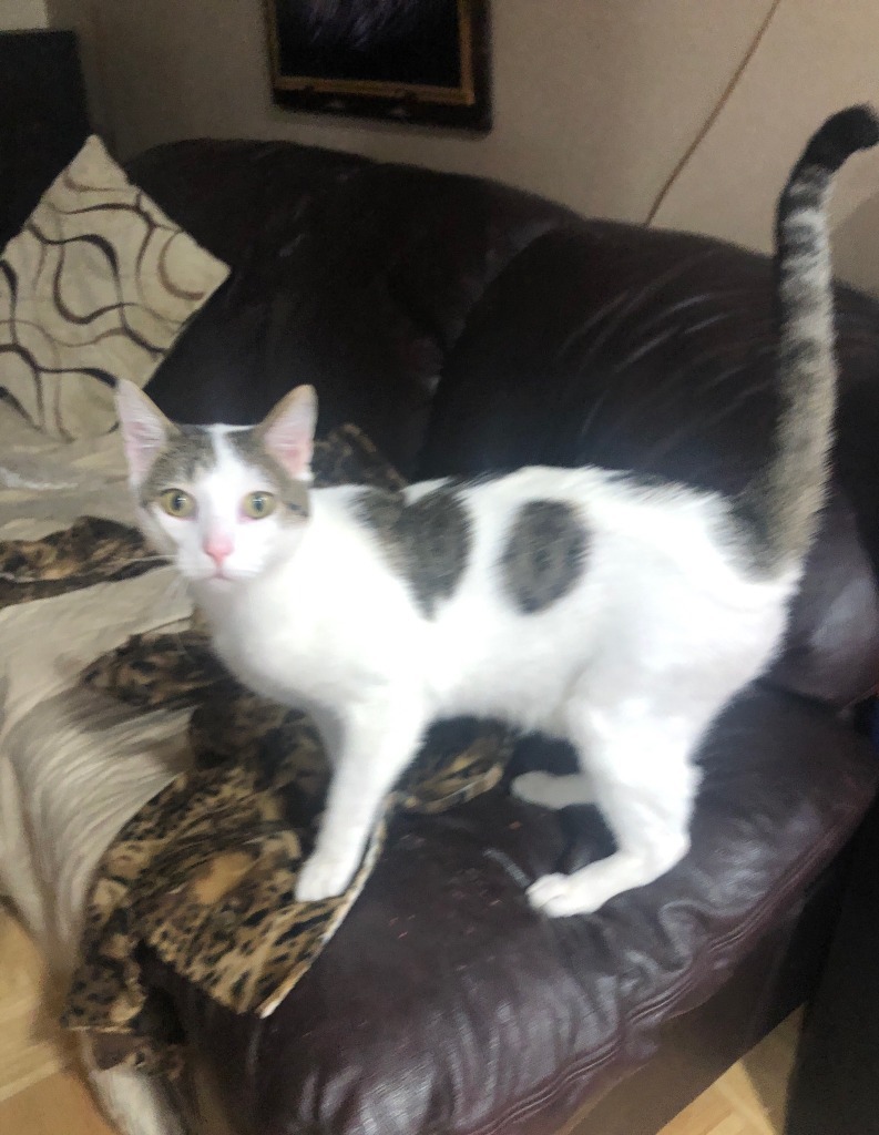 Meeko