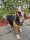 Pixie - Fostered in SE Nebraska photo 1