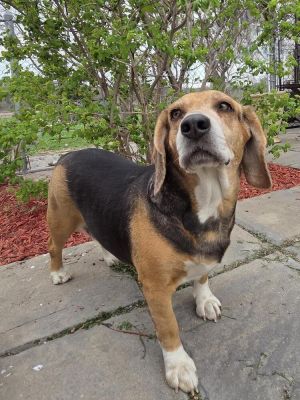Pixie - Fostered in SE Nebraska, Adult Female Beagle