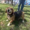 Pixie - Fostered in SE Nebraska photo 2