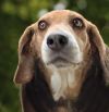 Pixie - Fostered in SE Nebraska photo 3