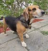 Pixie - Fostered in SE Nebraska photo 4