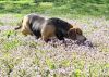 Pixie - Fostered in SE Nebraska photo 5