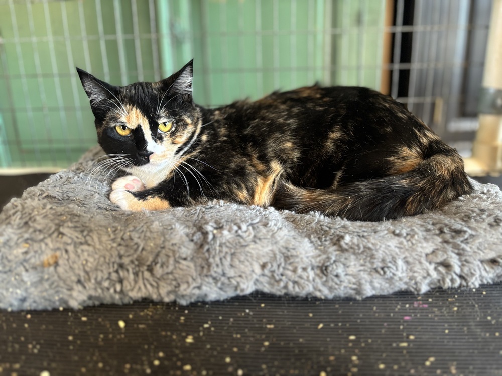 Evie, an adoptable Domestic Short Hair in Fort collins, CO, 80526 | Photo Image 1