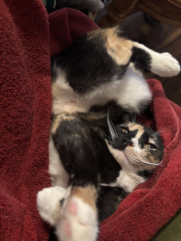 Evie, an adoptable Domestic Short Hair in Fort collins, CO, 80526 | Photo Image 2