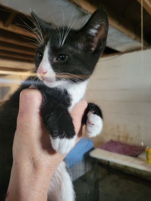 Marshall, Baby Male Domestic Short Hair