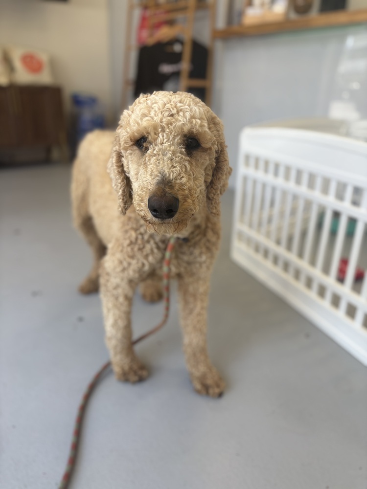 Starla #9972, an adoptable Goldendoodle in Studio City, CA, 91604 | Photo Image 1