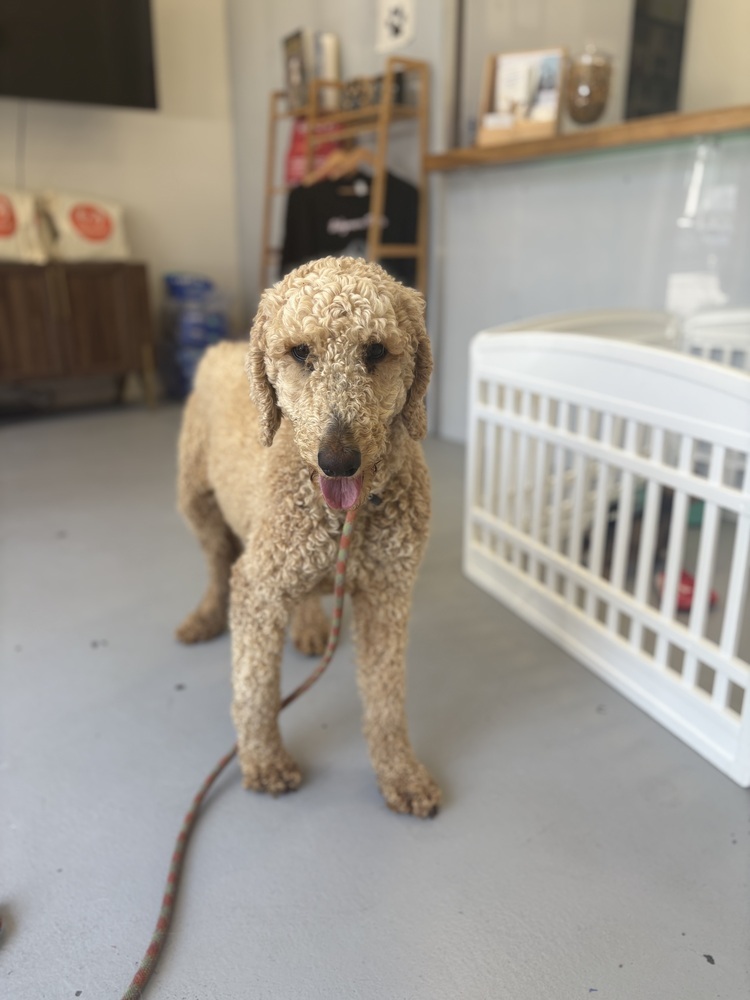 Starla #9972, an adoptable Goldendoodle in Studio City, CA, 91604 | Photo Image 2