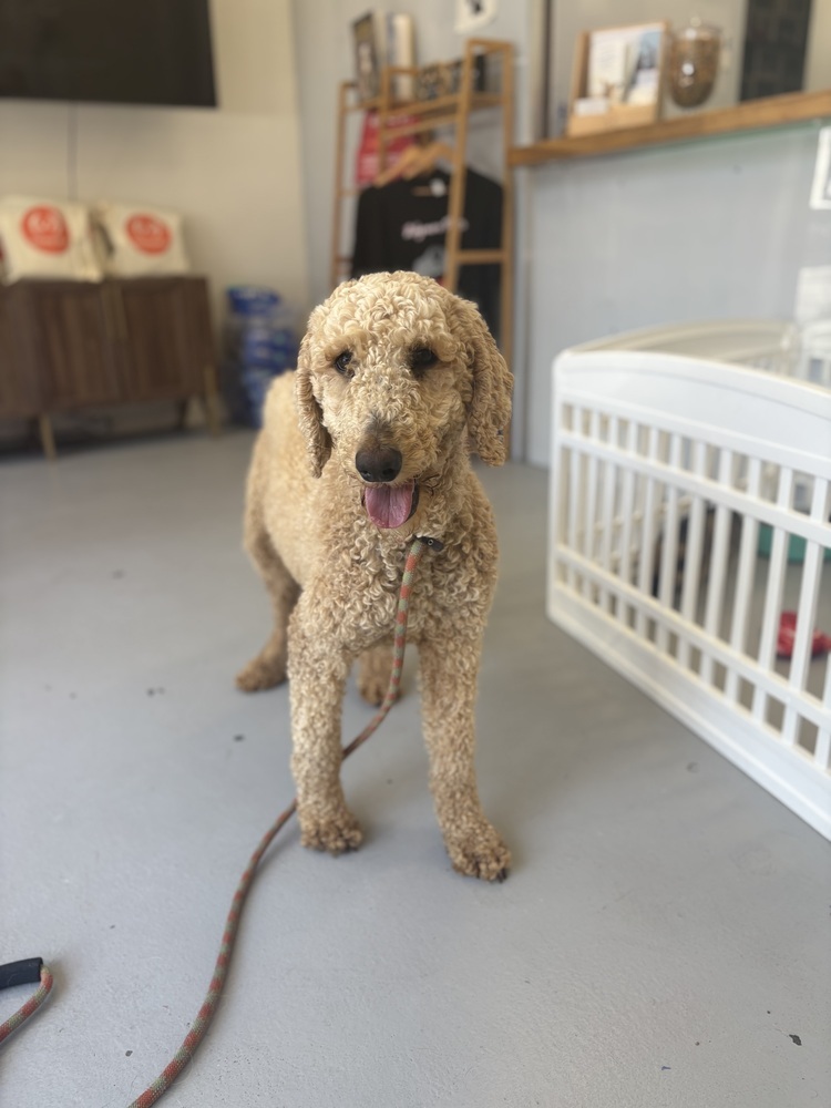 Starla #9972, an adoptable Goldendoodle in Studio City, CA, 91604 | Photo Image 3