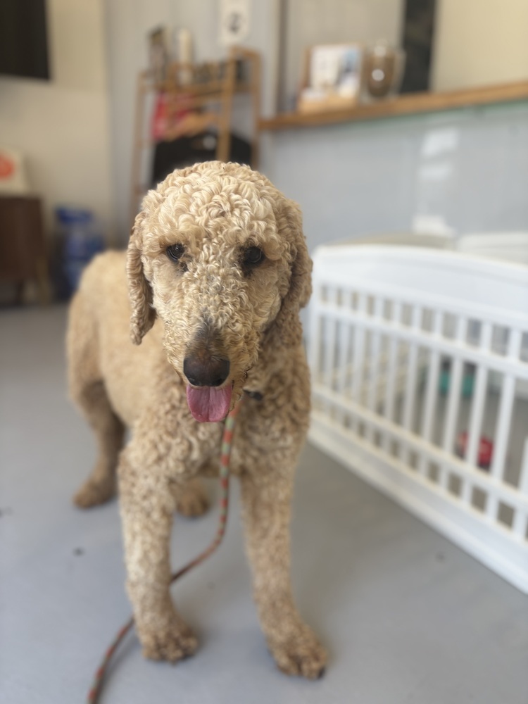 Starla #9972, an adoptable Goldendoodle in Studio City, CA, 91604 | Photo Image 4