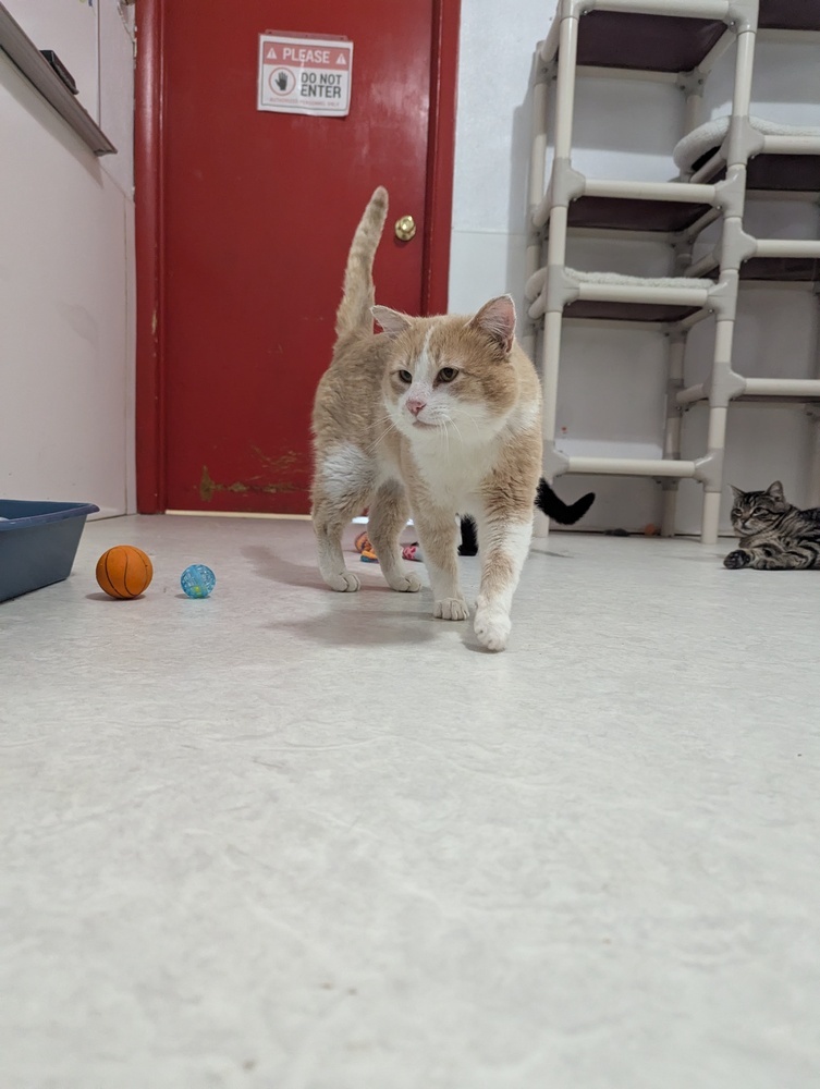 Salami, an adoptable Domestic Short Hair in Salmon, ID, 83467 | Photo Image 1