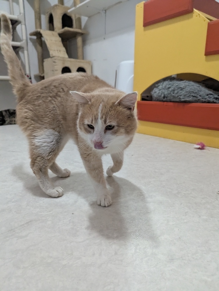 Salami, an adoptable Domestic Short Hair in Salmon, ID, 83467 | Photo Image 2