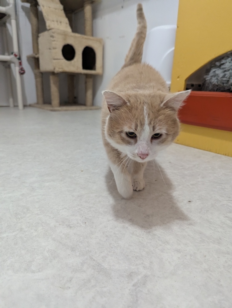 Salami, an adoptable Domestic Short Hair in Salmon, ID, 83467 | Photo Image 3