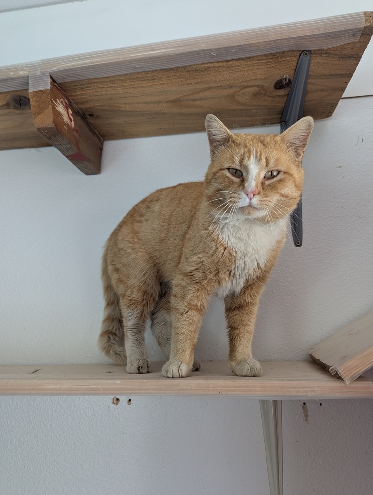 Pig, an adoptable Domestic Short Hair in Salmon, ID, 83467 | Photo Image 1